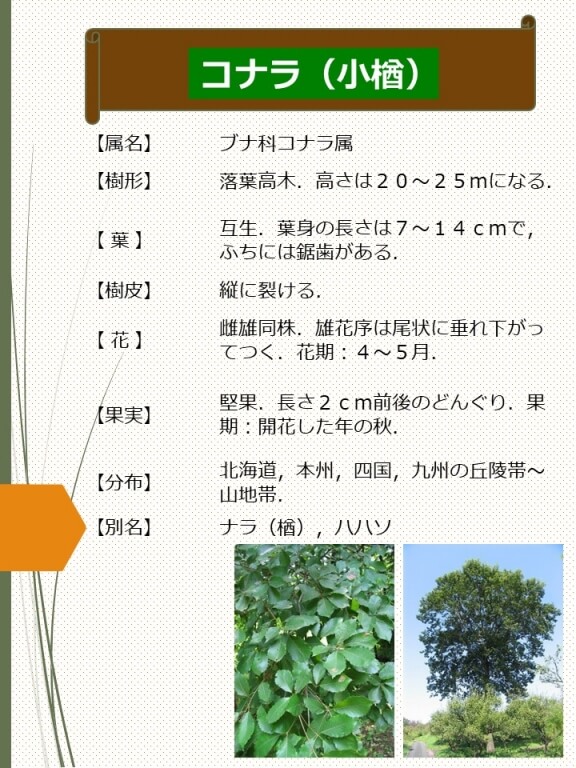 コナラ