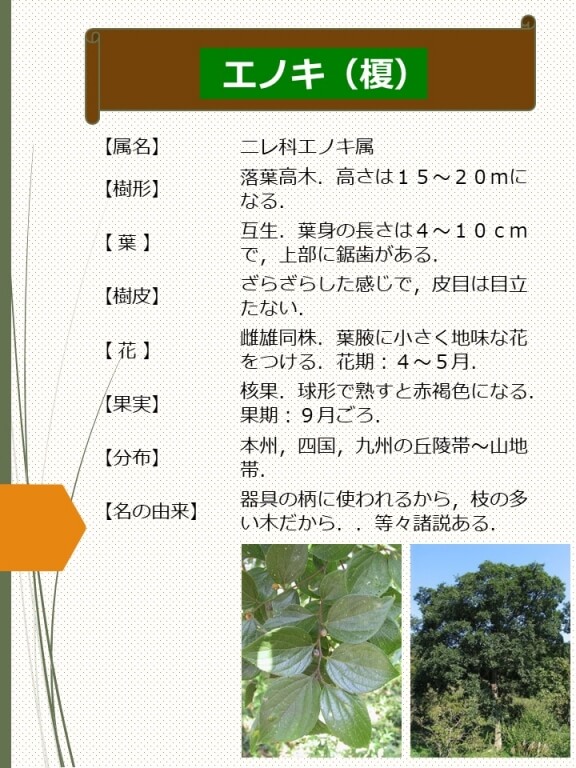 エノキ