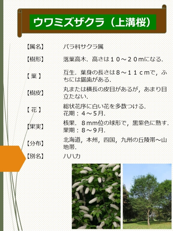ウワミズザクラ