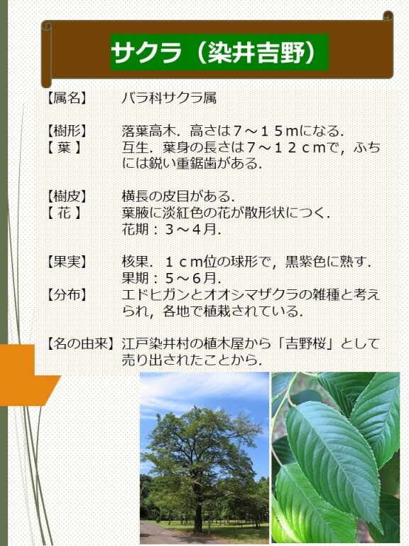 サクラ