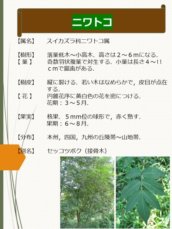 ニワトコ