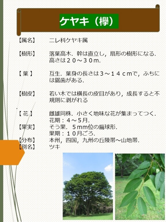 ケヤキ