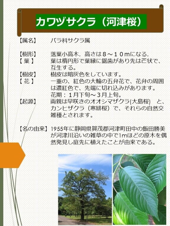 カワヅザクラ