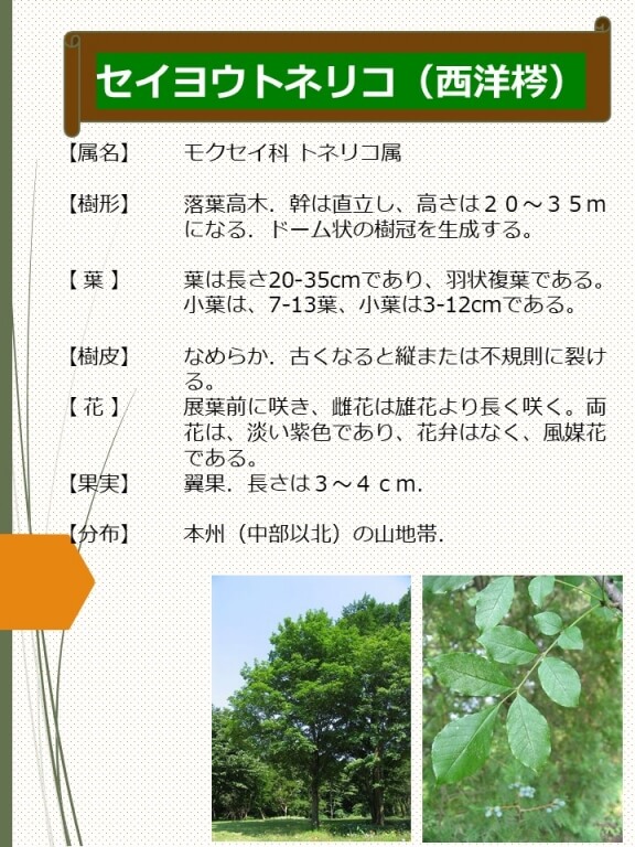 セイヨウトネリコ