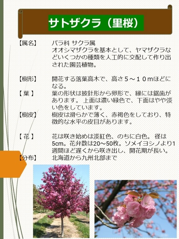 サトザクラ