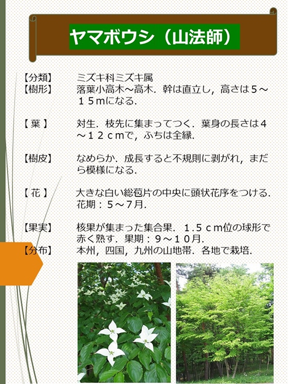 ヤマボウシ