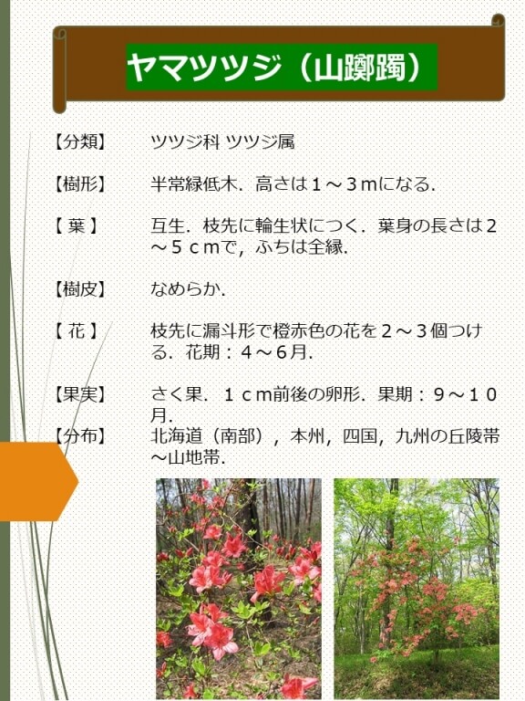 ヤマツツジ