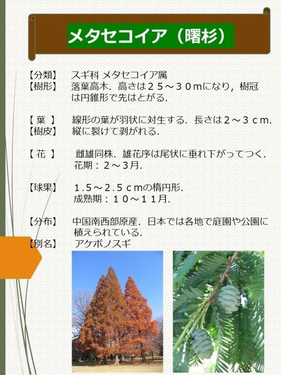メタセコイア