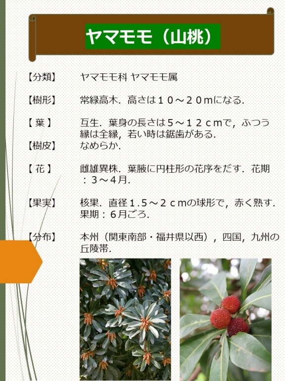 ヤマモモ