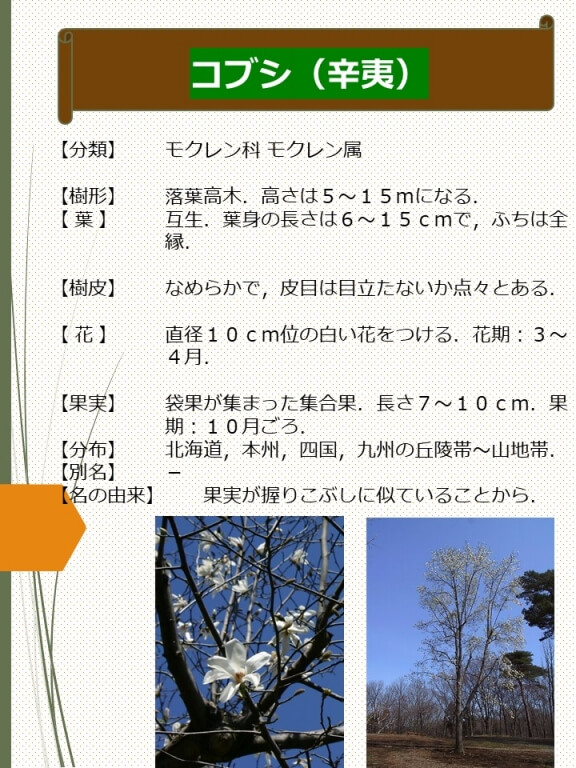 コブシ