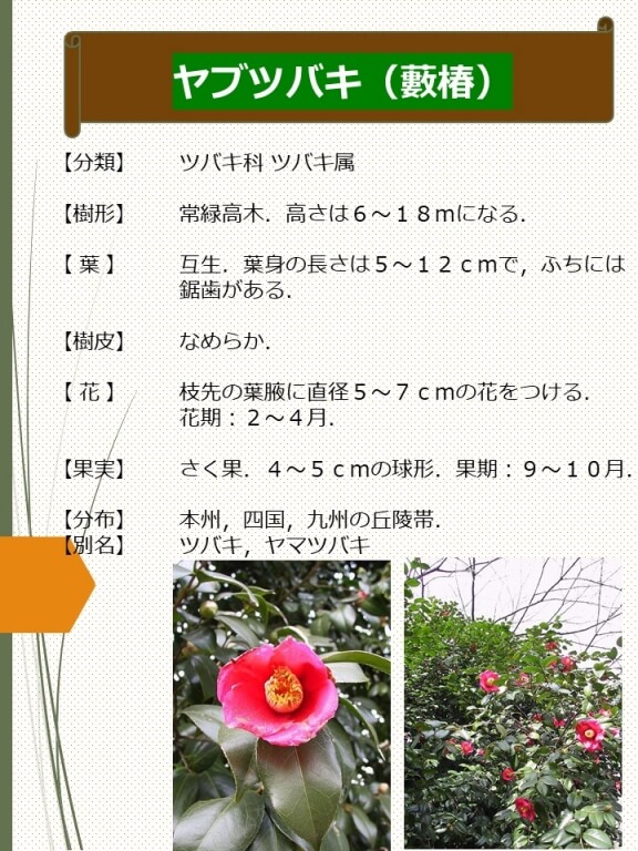 ヤブツバキ