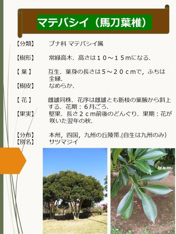 マテバシイ