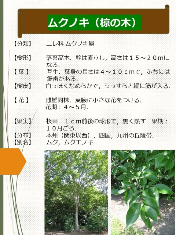ムクノキ