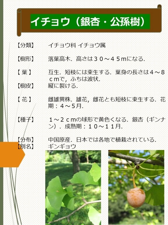 マツノツツジ