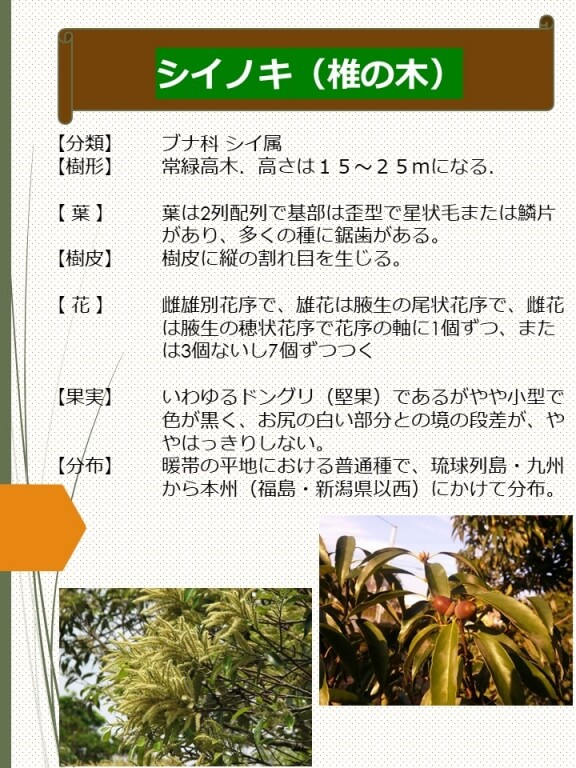 シイノキ