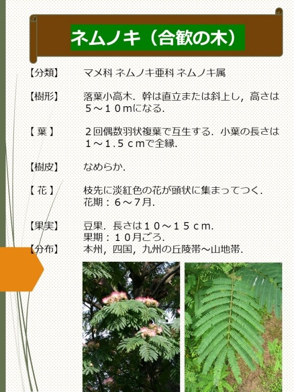 ネムノキ