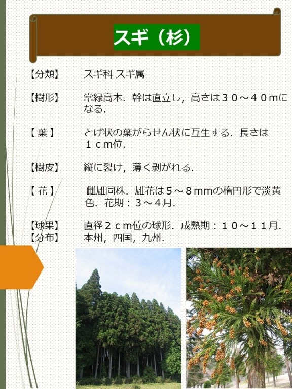 スギ