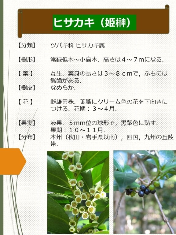 ヒサカキ