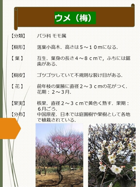 ウメ