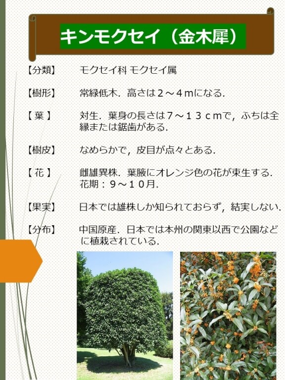 キンモクセイ