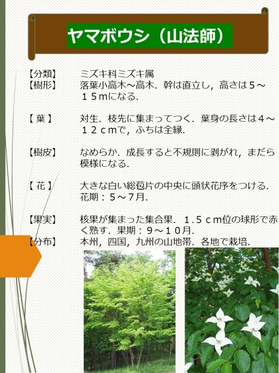 ヤマボウシ