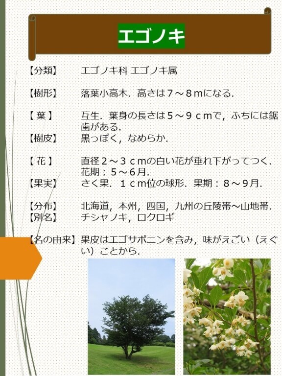 エゴノキ