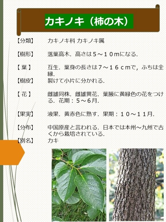 カキノキ