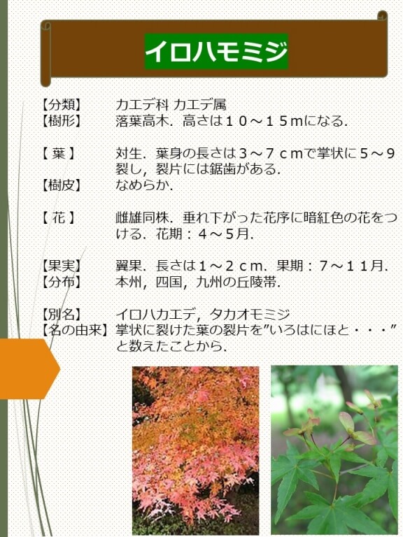 イロハモミジ